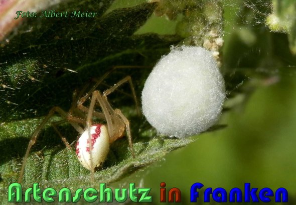 Copyright AiS Albert Meier Bild zum Eintrag (60728-160)