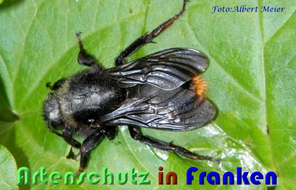 Copyright AiS Albert Meier Bild zum Eintrag (60753-160)