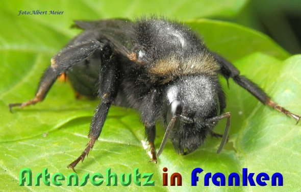 Bild zum Eintrag (60763-160)