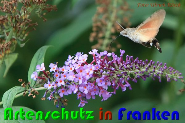 Copyright AiS Ulrike Neukamm Bild zum Eintrag (60768-160)