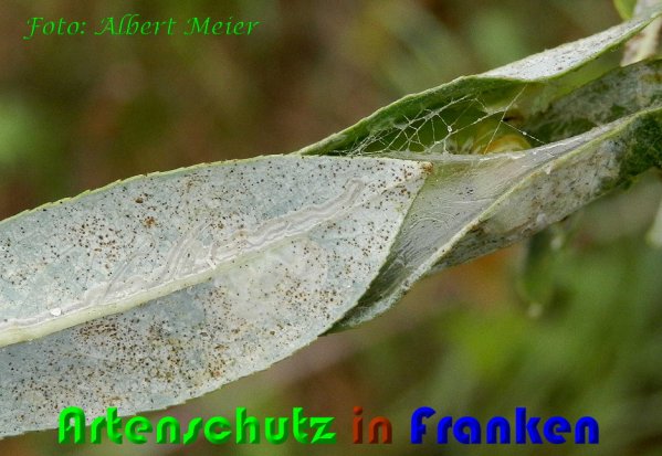 Copyright AiS Albert Meier Bild zum Eintrag (60776-160)