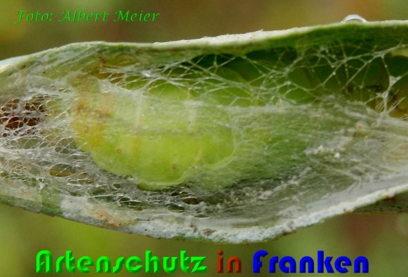 Copyright AiS Albert Meier Bild zum Eintrag (60777-160)