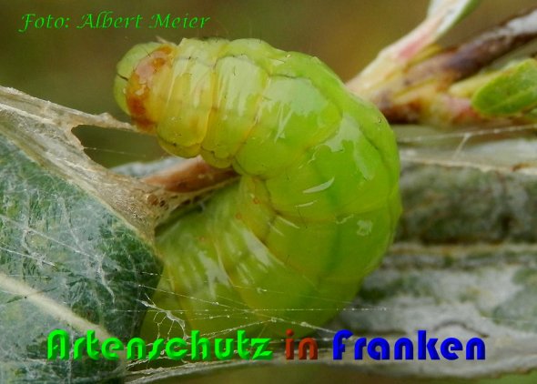 Copyright AiS Albert Meier Bild zum Eintrag (60778-160)