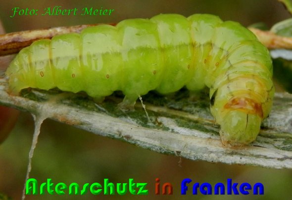 Copyright AiS Albert Meier Bild zum Eintrag (60779-160)
