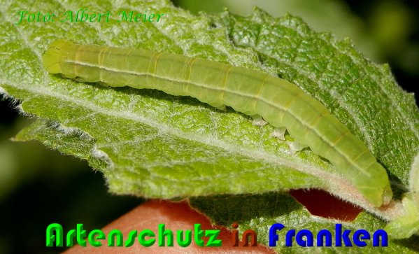 Copyright AiS Albert Meier Bild zum Eintrag (60780-160)