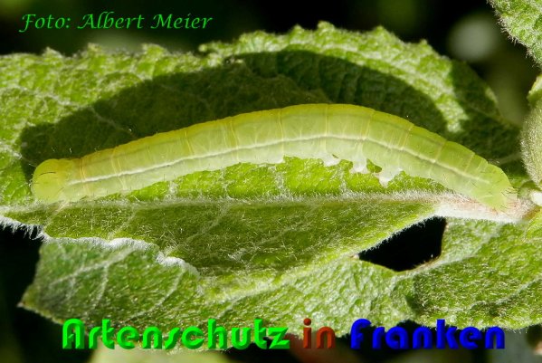 Copyright AiS Albert Meier Bild zum Eintrag (60781-160)
