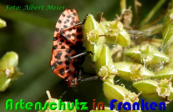 Copyright AiS Albert Meier Bild zum Eintrag (60785-160)