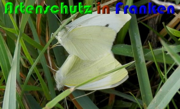 Copyright AiS Albert Meier Bild zum Eintrag (60791-160)
