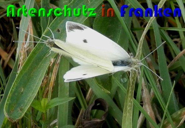 Copyright AiS Albert Meier Bild zum Eintrag (60792-160)