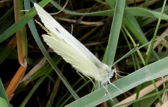 Copyright AiS Albert Meier Bild zum Eintrag (60793-160)