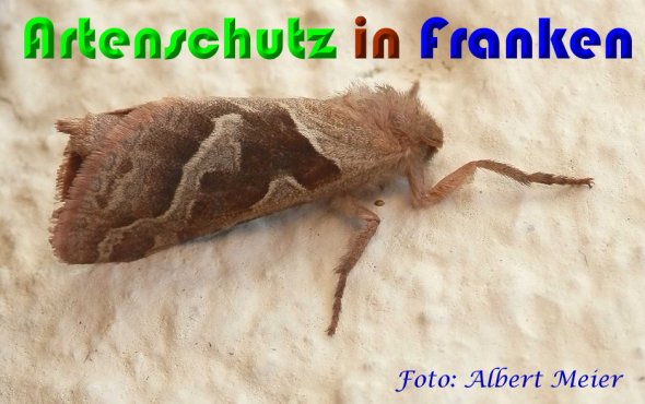Copyright AiS Albert Meier Bild zum Eintrag (60795-160)