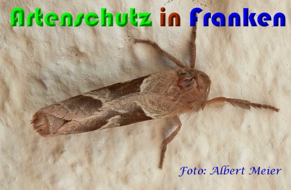 Copyright AiS Albert Meier Bild zum Eintrag (60796-160)