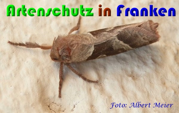 Copyright AiS Albert Meier Bild zum Eintrag (60797-160)