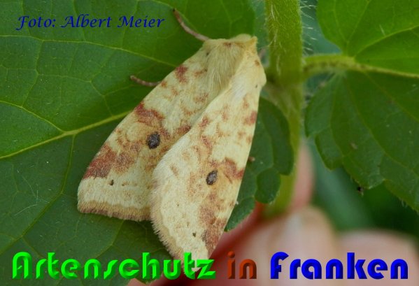 Copyright AiS Albert Meier Bild zum Eintrag (60804-160)
