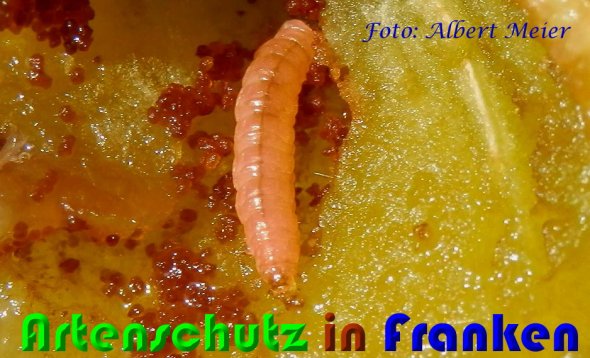 Bild zum Eintrag (60825-160)