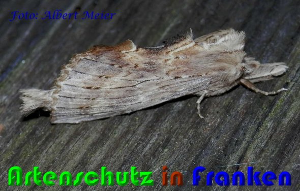 Copyright AiS Albert Meier Bild zum Eintrag (60830-160)