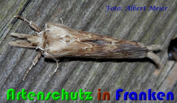 Copyright AiS Albert Meier Bild zum Eintrag (60831-160)