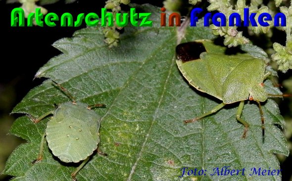 Copyright AiS Albert Meier Bild zum Eintrag (60846-160)