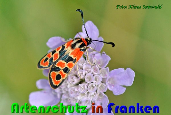 Copyright AiS Klaus Sanwald Bild zum Eintrag (60868-160)