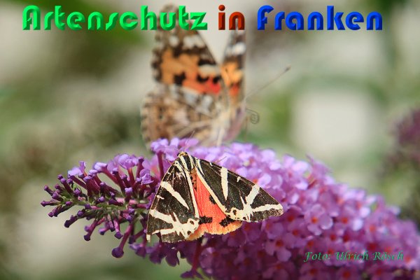 Copyright AiS Ulrich Rösch Bild zum Eintrag (60889-160)