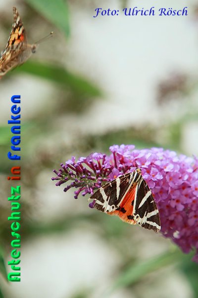 Copyright AiS Ulrich Rösch Bild zum Eintrag (60890-160)