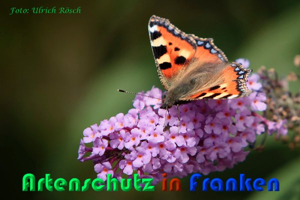 Copyright AiS Ulrich Rösch Bild zum Eintrag (60892-160)