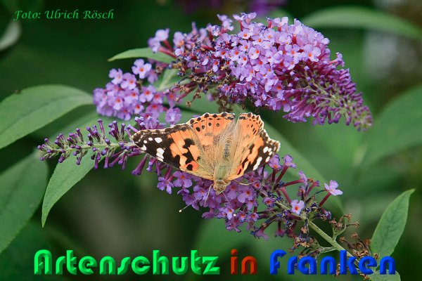 Copyright AiS Ulrich Rösch Bild zum Eintrag (60894-160)