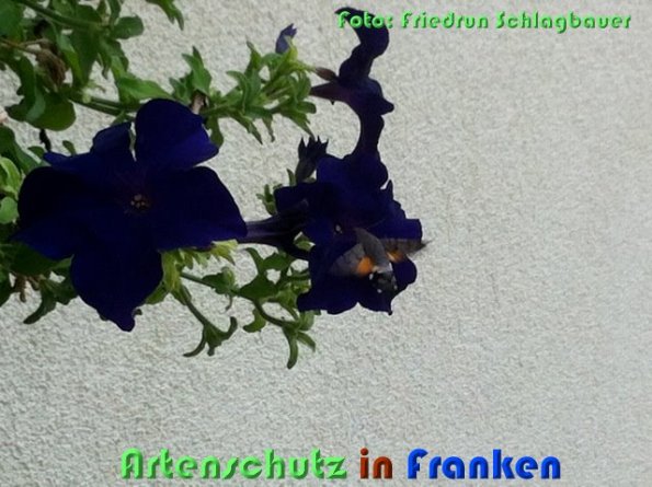 Copyright AiS Schlagbauer Bild zum Eintrag (60907-160)