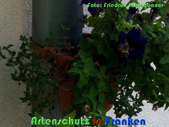 Copyright AiS Schlagbauer Bild zum Eintrag (60908-160)