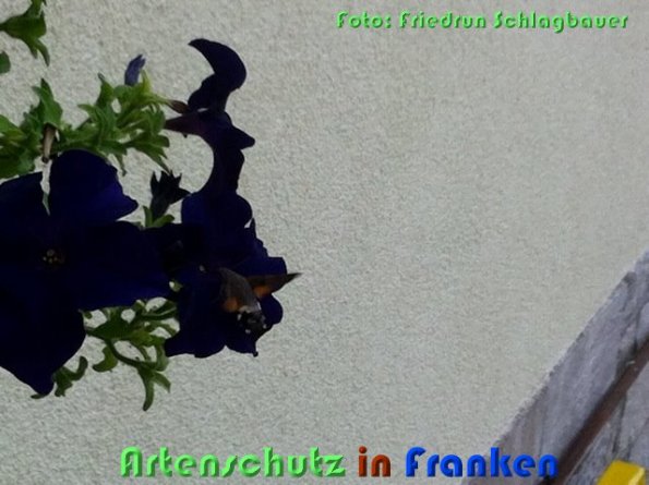 Copyright AiS Schlagbauer Bild zum Eintrag (60910-160)