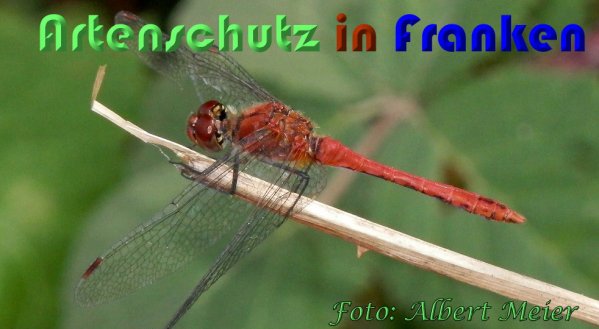 Copyright AiS Albert Meier Bild zum Eintrag (60912-160)