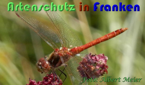 Copyright AiS Albert Meier Bild zum Eintrag (60913-160)