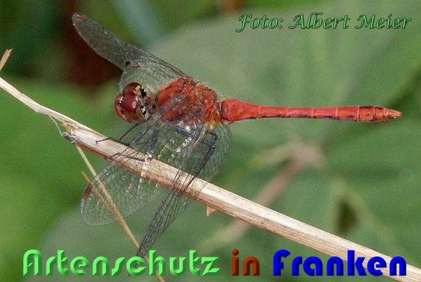 Copyright AiS Albert Meier Bild zum Eintrag (60914-160)