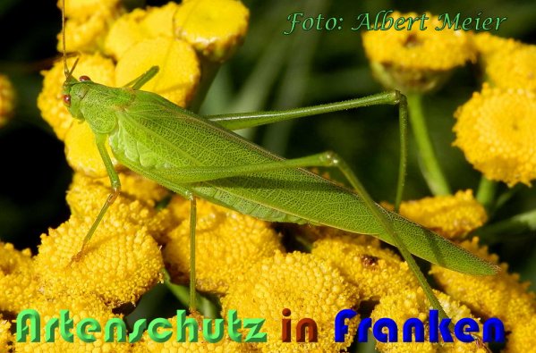 Copyright AiS Albert Meier Bild zum Eintrag (60922-160)