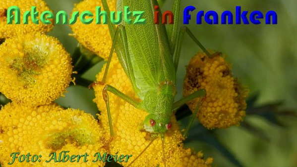 Copyright AiS Albert Meier Bild zum Eintrag (60923-160)