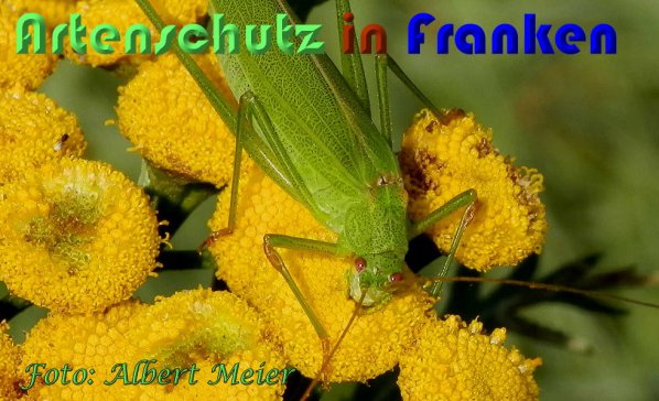 Copyright AiS Albert Meier Bild zum Eintrag (60924-160)