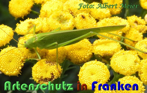 Bild zum Eintrag (60925-160)