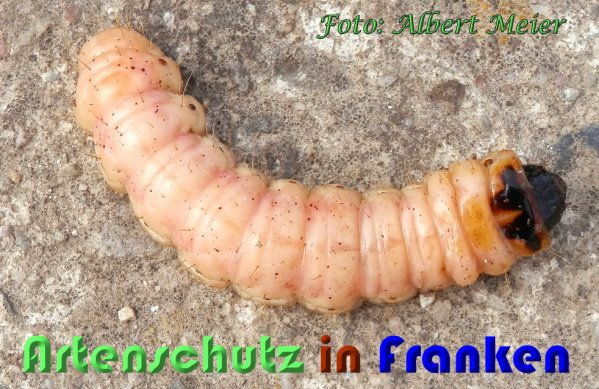 Copyright AiS Albert Meier Bild zum Eintrag (60933-160)