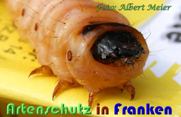 Copyright AiS Albert Meier Bild zum Eintrag (60934-160)