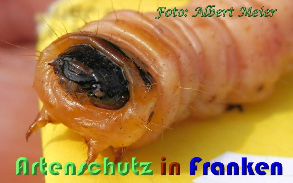 Copyright AiS Albert Meier Bild zum Eintrag (60935-160)