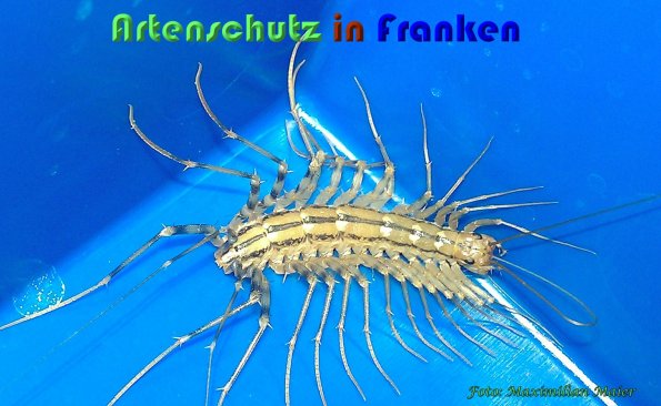 Copyright AiS Maximilian Maier Bild zum Eintrag (60940-160)