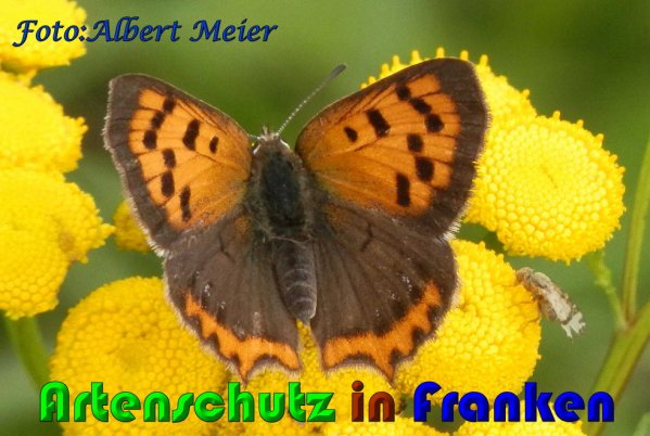 Copyright AiS Albert Meier Bild zum Eintrag (60944-160)