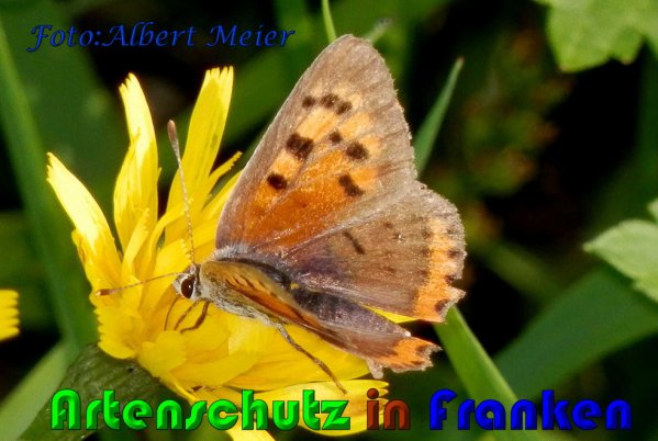 Copyright AiS Albert Meier Bild zum Eintrag (60945-160)