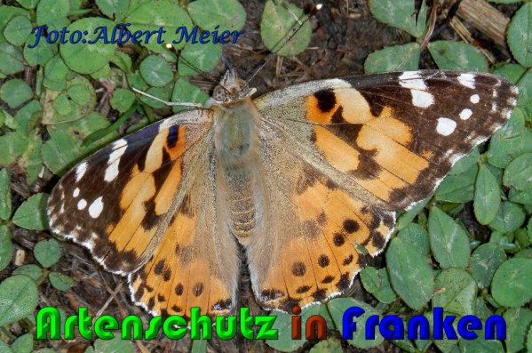 Copyright AiS Albert Meier Bild zum Eintrag (60947-160)