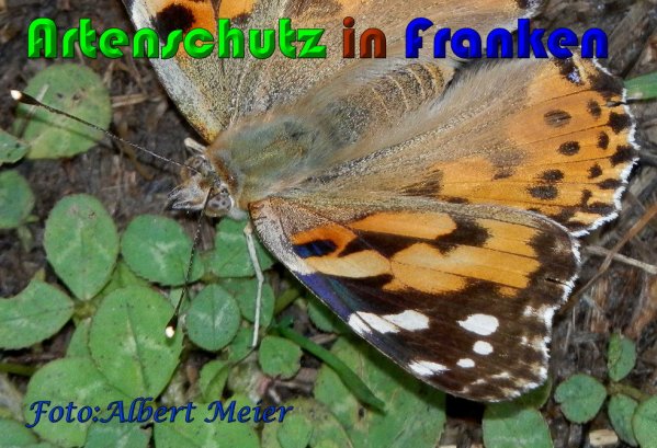 Copyright AiS Albert Meier Bild zum Eintrag (60948-160)