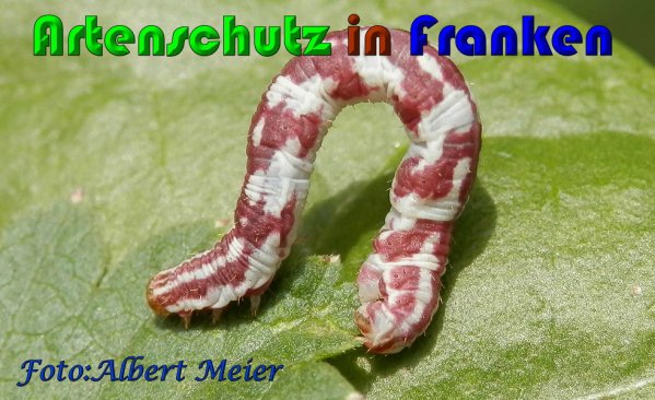Copyright AiS Albert Meier Bild zum Eintrag (60952-160)