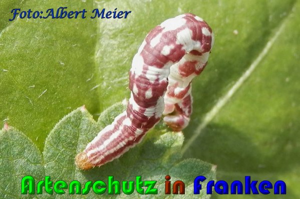 Copyright AiS Albert Meier Bild zum Eintrag (60953-160)