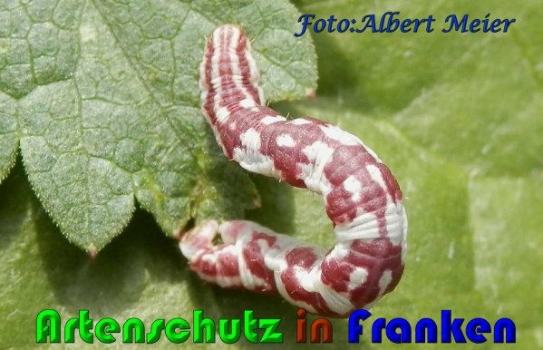 Copyright AiS Albert Meier Bild zum Eintrag (60954-160)