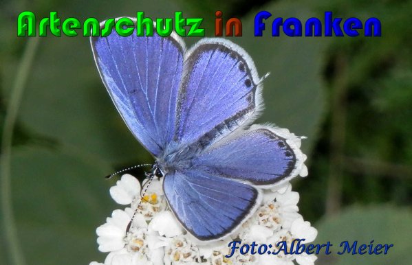 Copyright AiS Albert Meier Bild zum Eintrag (60957-160)