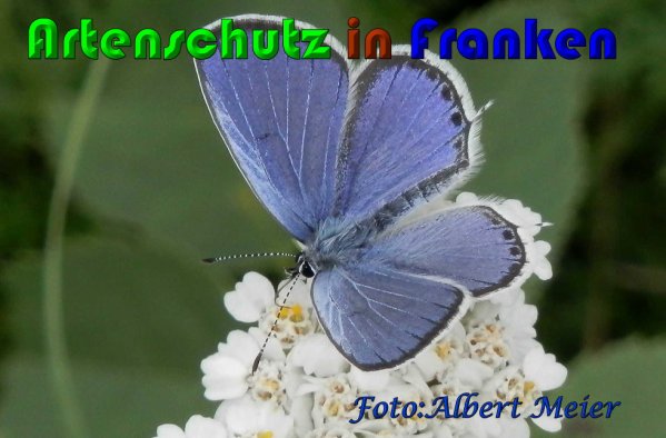 Copyright AiS Albert Meier Bild zum Eintrag (60958-160)